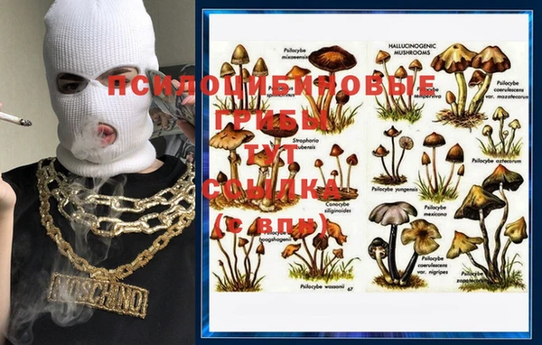 apvp Вязьма